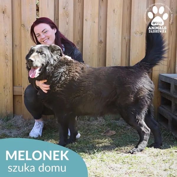 Pies do adopcji, Dąbrówka, 31 marca 2026 (1/4)