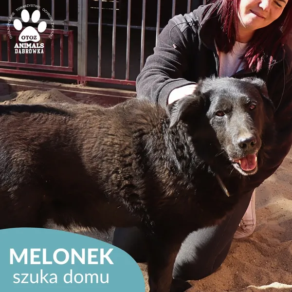 Pies do adopcji, Dąbrówka, 31 marca 2026 (2/4)