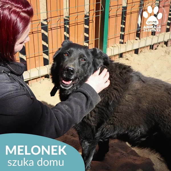 Pies do adopcji, Dąbrówka, 31 marca 2026 (3/4)