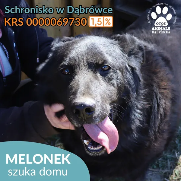 Pies do adopcji, Dąbrówka, 31 marca 2026 (4/4)