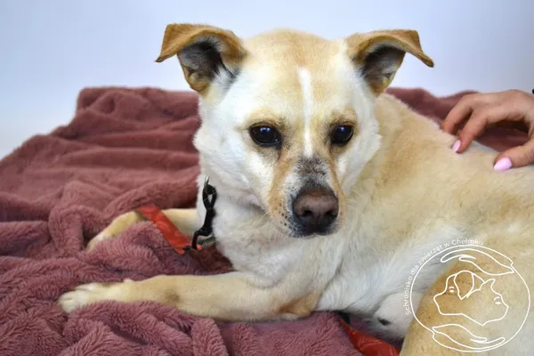 Pies do adopcji, Chełmek, 7 marca 2026