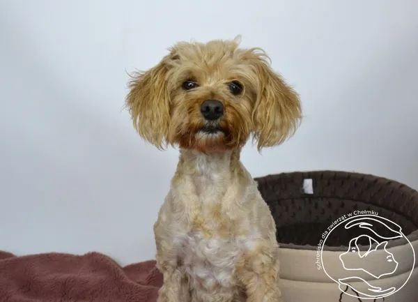 Pies do adopcji, Chełmek, 6 marca 2026