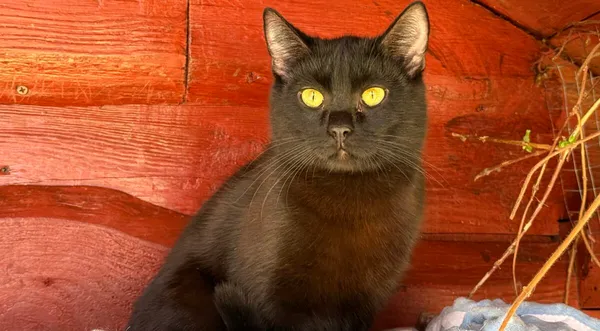 Kot do adopcji, Pieczyska, 30 marca 2026 (1/5)