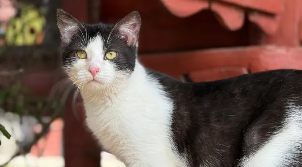 Kot do adopcji, Pieczyska, 30 marca 2026 (1/5)