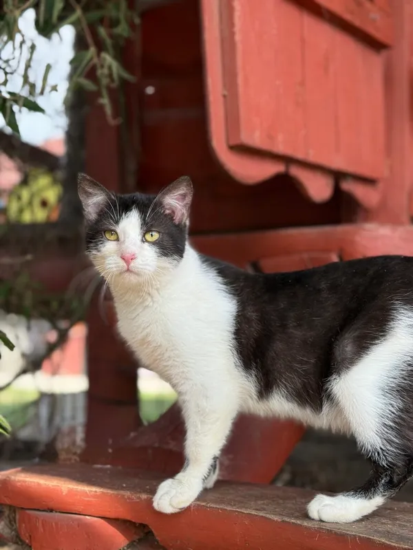 Kot do adopcji, Pieczyska, 30 marca 2026 (4/5)