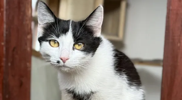 Kot do adopcji, Pieczyska, 30 marca 2026 (1/5)