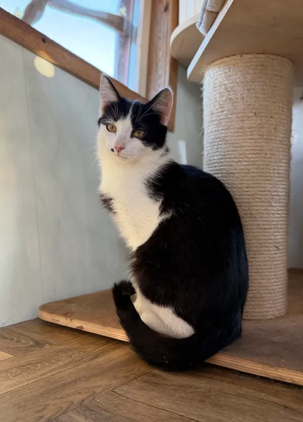 Kot do adopcji, Pieczyska, 30 marca 2026 (4/5)