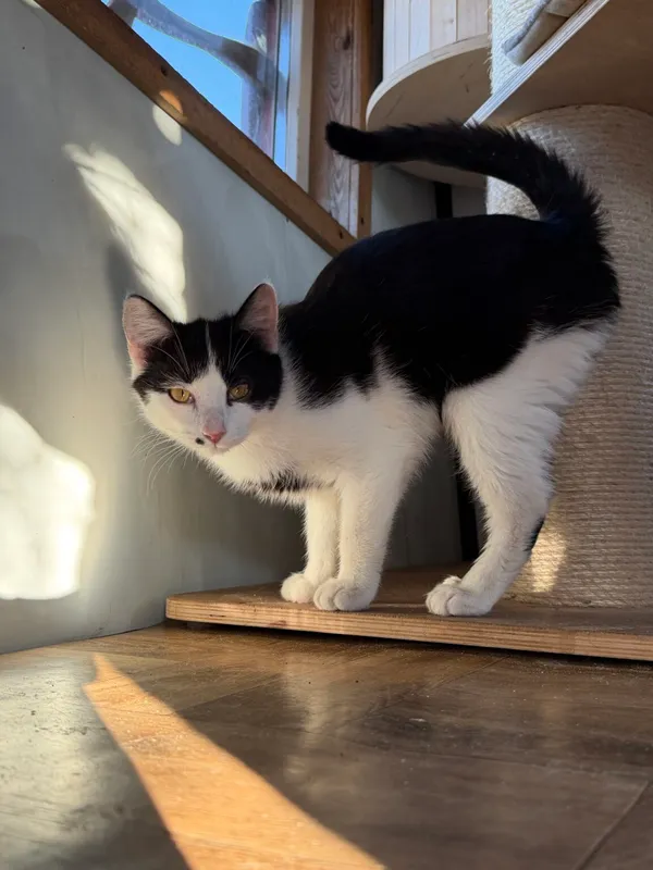 Kot do adopcji, Pieczyska, 30 marca 2026 (5/5)