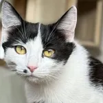 Kot do adopcji