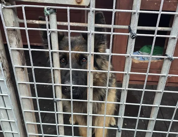 Pies do adopcji, Gorzów Wielkopolski, 28 marca 2026