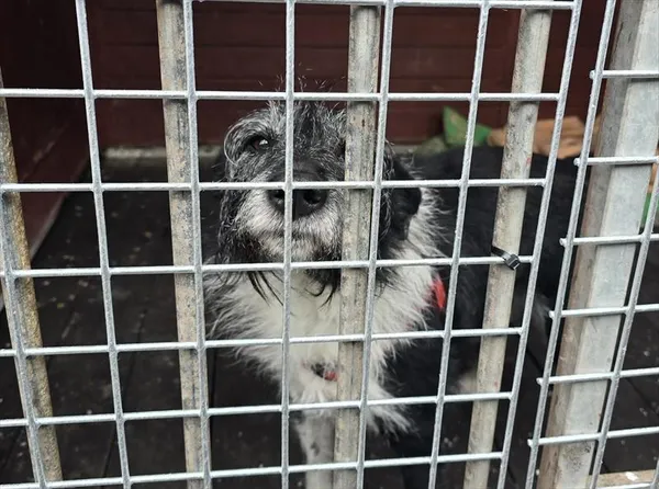 Pies do adopcji, Gorzów Wielkopolski, 27 marca 2026