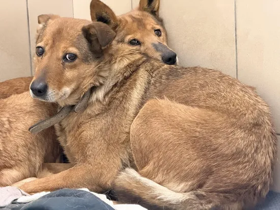 Pies do adopcji, Kraków, 16 marca 2026