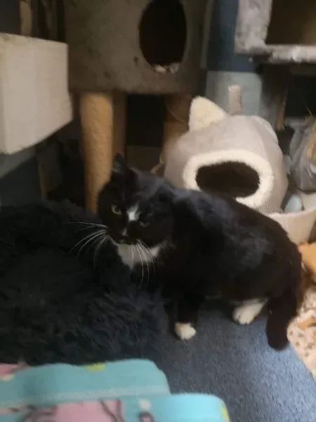 Kot do adopcji, Milanówek, 31 marca 2026 (1/2)