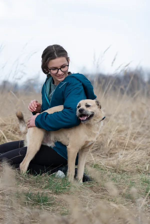 Pies do adopcji, Jelenia Góra, 16 marca 2026 (4/4)