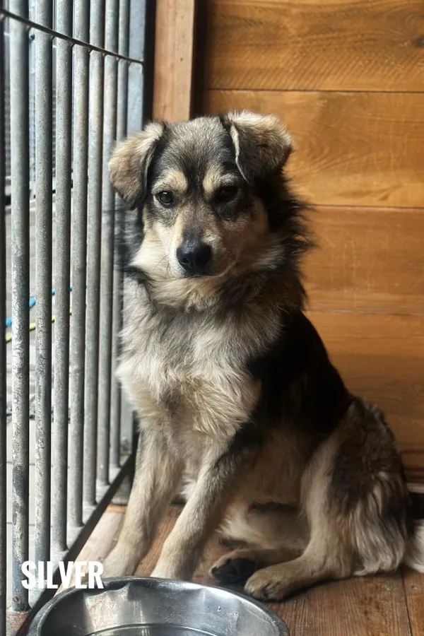 Pies do adopcji, Rytlów, 31 marca 2026