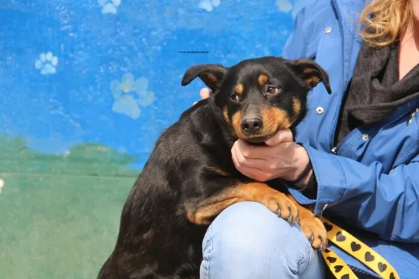 Pies do adopcji, Nowy Dwór Mazowiecki, 31 marca 2026 (1/5)