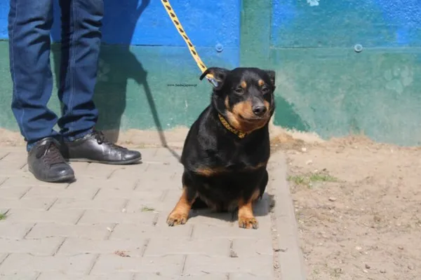 Pies do adopcji, Nowy Dwór Mazowiecki, 31 marca 2026 (2/5)