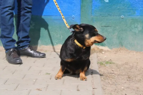 Pies do adopcji, Nowy Dwór Mazowiecki, 31 marca 2026 (3/5)