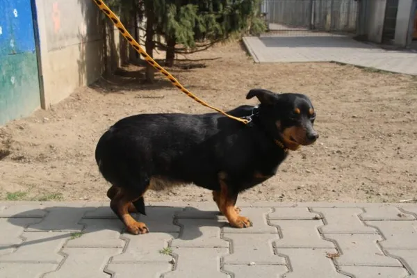 Pies do adopcji, Nowy Dwór Mazowiecki, 31 marca 2026 (4/5)