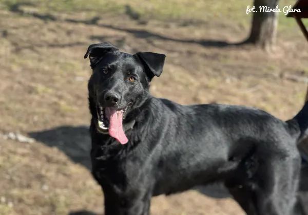 Pies do adopcji, Bydgoszcz, 31 marca 2026 (2/5)