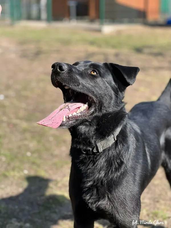 Pies do adopcji, Bydgoszcz, 31 marca 2026 (4/5)