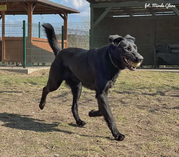 Pies do adopcji, Bydgoszcz, 31 marca 2026 (5/5)