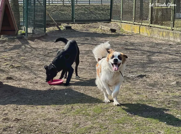 Pies do adopcji, Bydgoszcz, 31 marca 2026 (1/5)