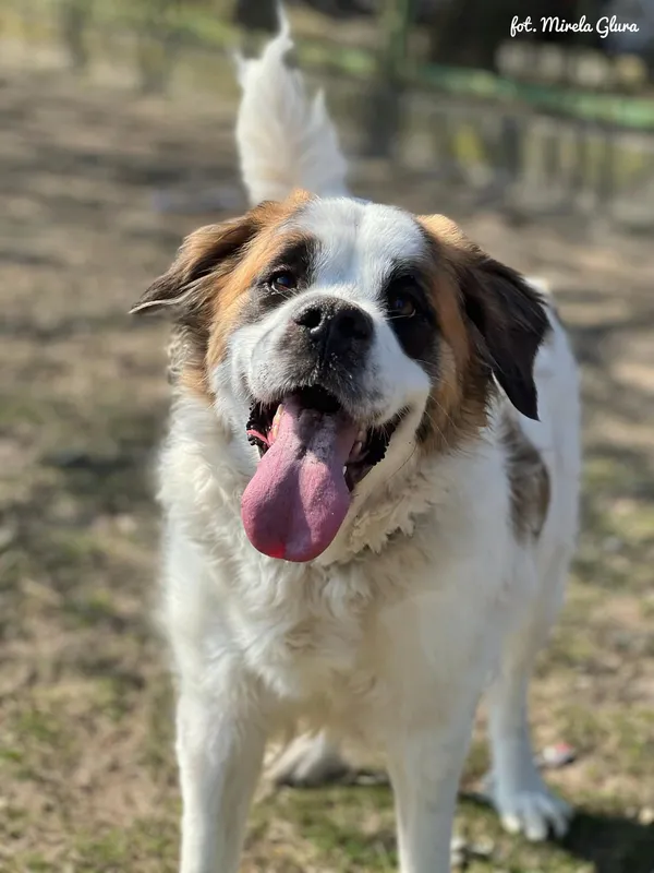 Pies do adopcji, Bydgoszcz, 31 marca 2026 (4/5)