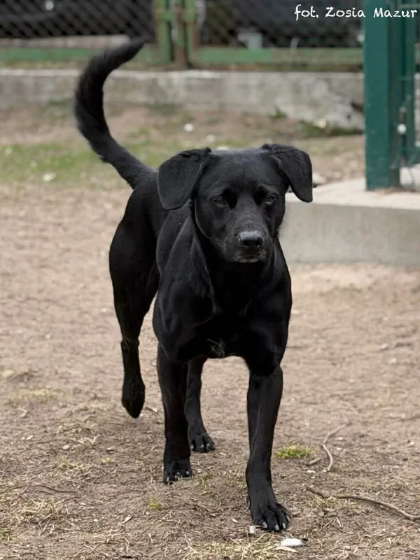 Pies do adopcji, Bydgoszcz, 31 marca 2026 (2/5)