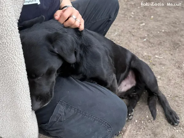 Pies do adopcji, Bydgoszcz, 31 marca 2026 (5/5)