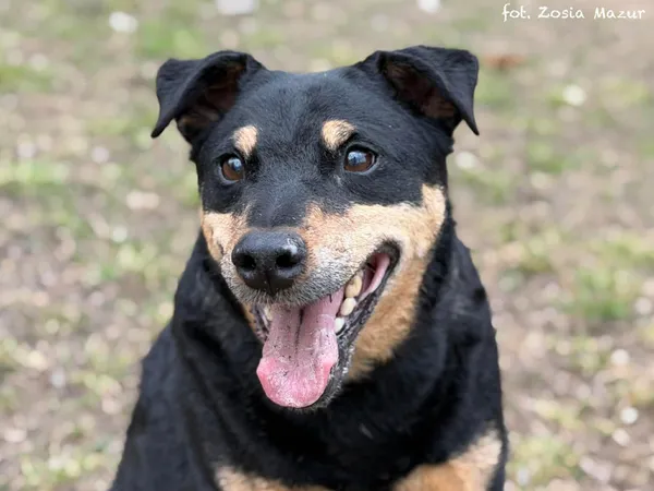 Pies do adopcji, Bydgoszcz, 31 marca 2026 (3/5)