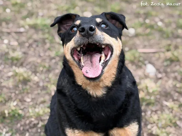 Pies do adopcji, Bydgoszcz, 31 marca 2026 (5/5)