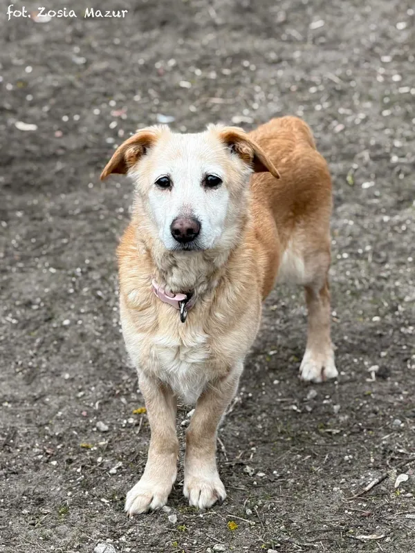 Pies do adopcji, Bydgoszcz, 24 lutego 2026 (1/5)