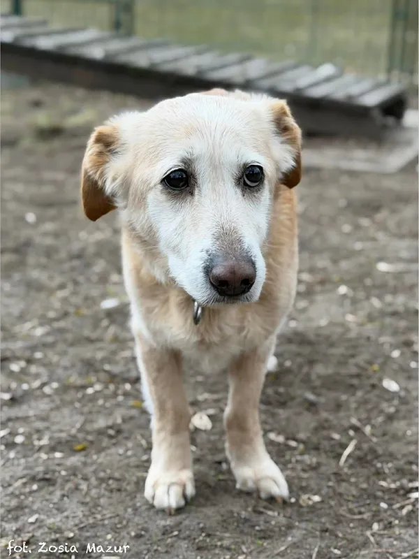 Pies do adopcji, Bydgoszcz, 24 lutego 2026 (2/5)