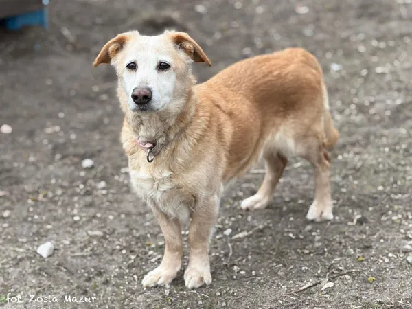Pies do adopcji, Bydgoszcz, 24 lutego 2026 (3/5)