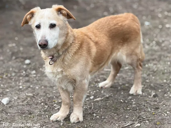 Pies do adopcji, Bydgoszcz, 24 lutego 2026 (4/5)