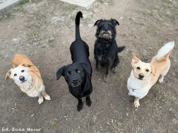 Pies do adopcji, Bydgoszcz, 31 marca 2026 (1/5)