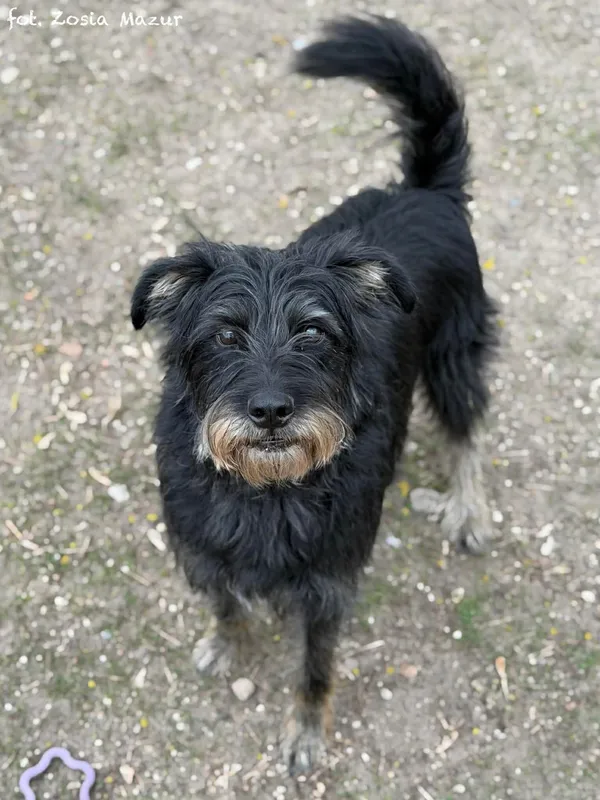 Pies do adopcji, Bydgoszcz, 31 marca 2026 (2/5)