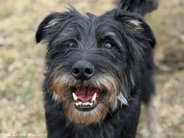 Pies do adopcji, Bydgoszcz, 31 marca 2026 (3/5)