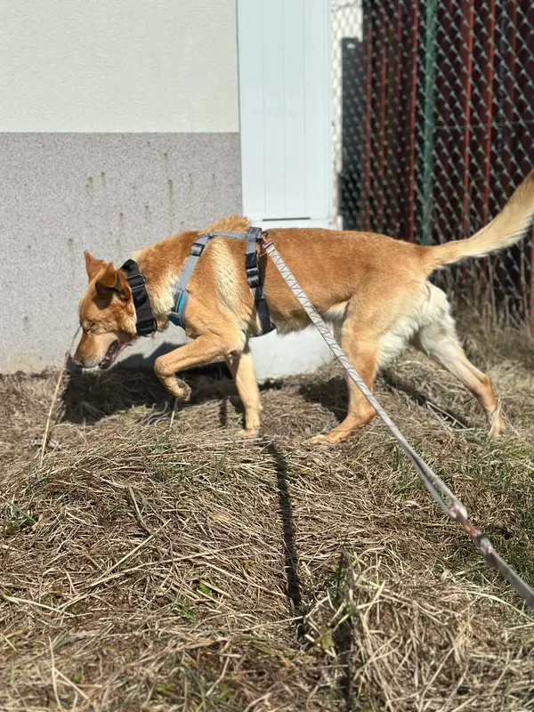 Pies do adopcji, Żywiec, 31 marca 2026 (2/5)