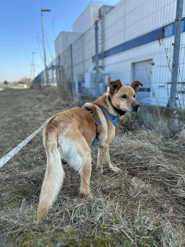 Pies do adopcji, Żywiec, 31 marca 2026 (1/5)