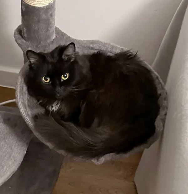 Zaginął kot, Łódź, 1 kwietnia 2026