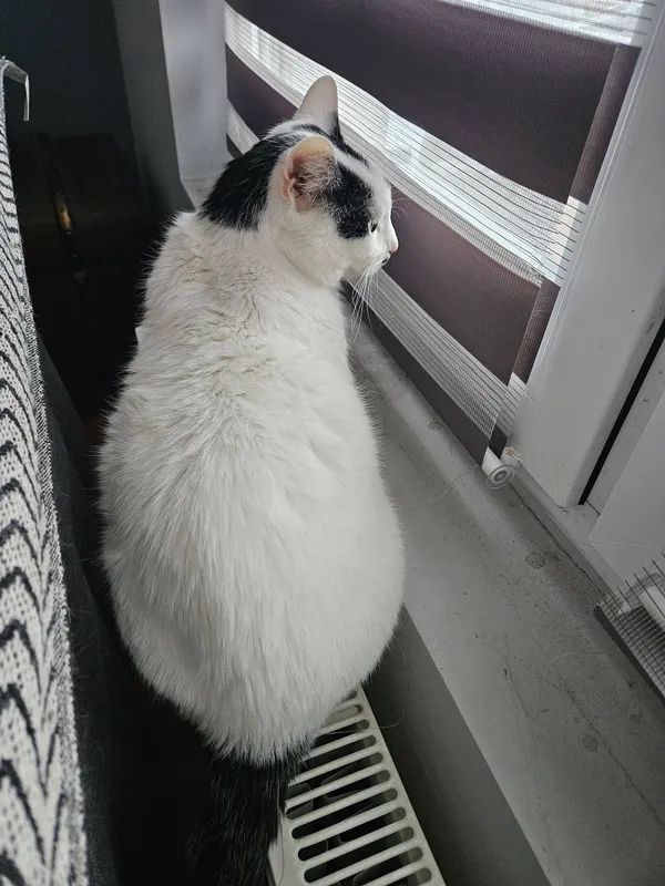 Zaginął kot, Zgorzała, 1 kwietnia 2026 (1/2)