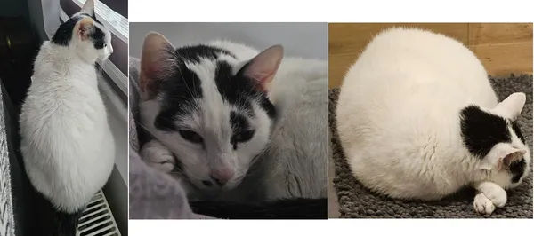 Zaginął kot, Zgorzała, 1 kwietnia 2026 (2/2)