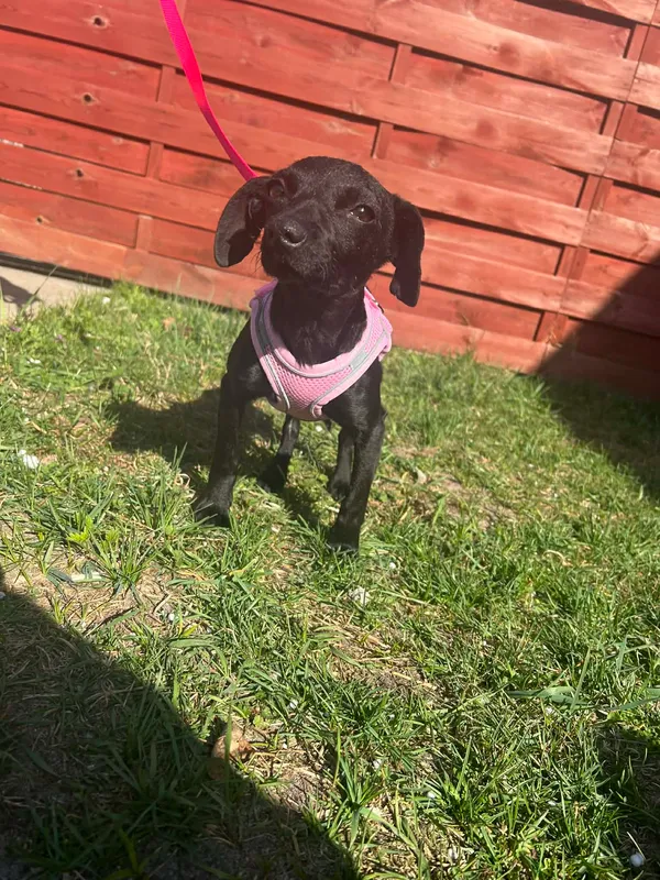 Znaleziono psa, Czartki, 1 kwietnia 2026