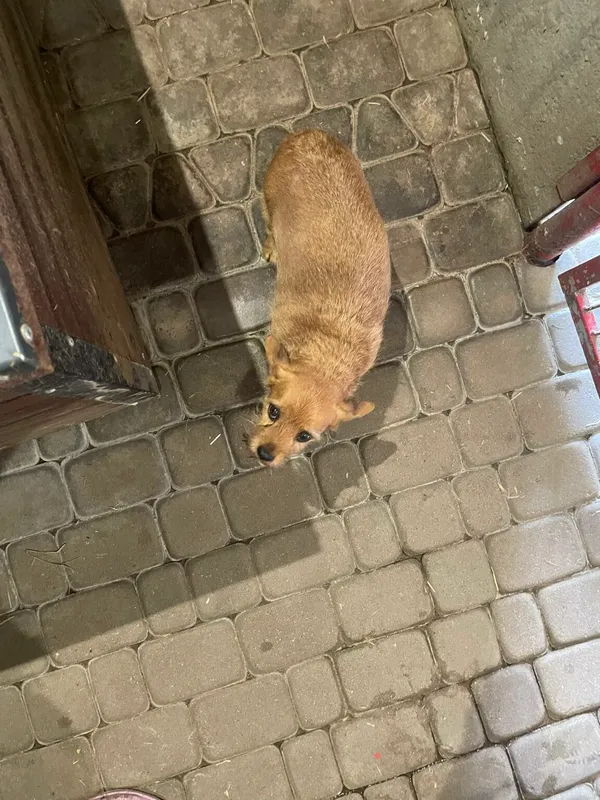 Pies do adopcji, Zgierz, 1 kwietnia 2026