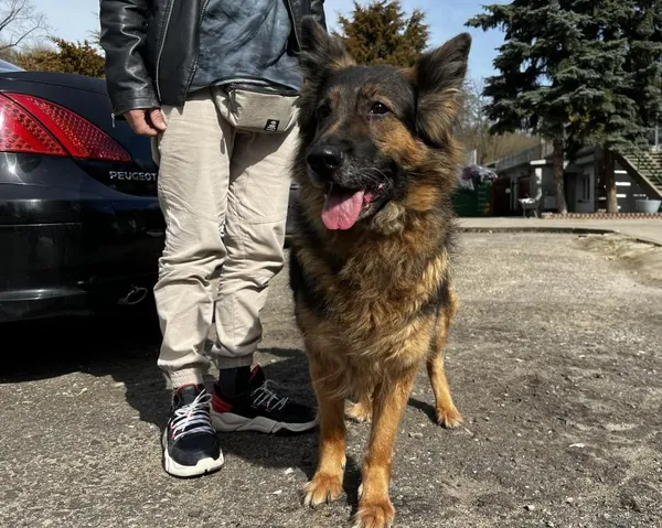 Znaleziono psa, Toruń, 30 marca 2026