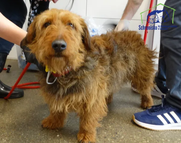 Znaleziono psa, Szczecin, 1 kwietnia 2026 (1/2)