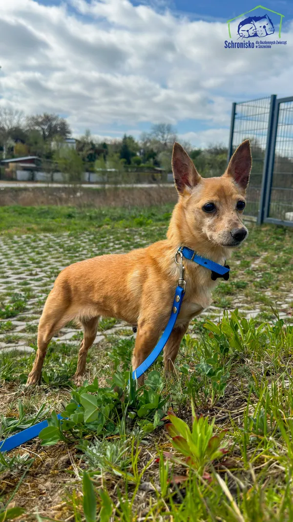 Znaleziono psa, Szczecin, 31 marca 2026 (1/2)