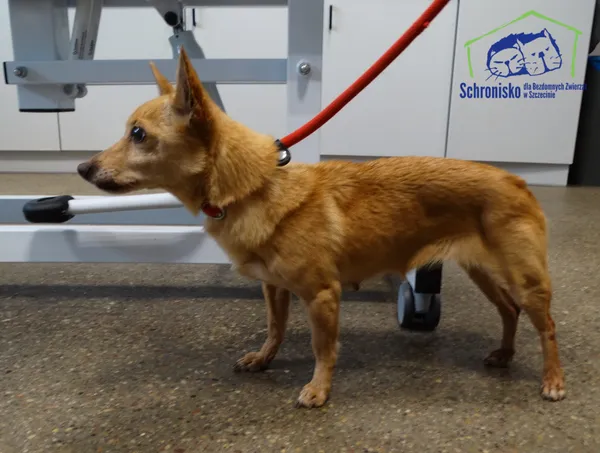 Znaleziono psa, Szczecin, 31 marca 2026 (2/2)